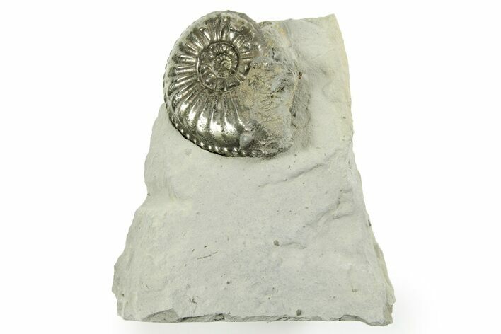 Pyritized Jurassic Ammonite (Amaltheus) Fossil - France #367621